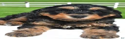 Mixed Breed dogs for sale: River - Ad 3