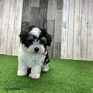 Maltipoo dogs Molly - Ad 1