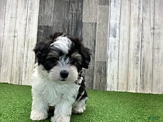 Maltipoo dogs Molly - Ad 1