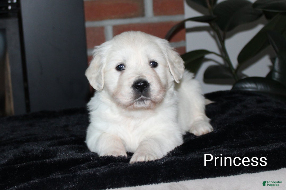 Golden Retriever dogs for sale: Princess - Ad 2