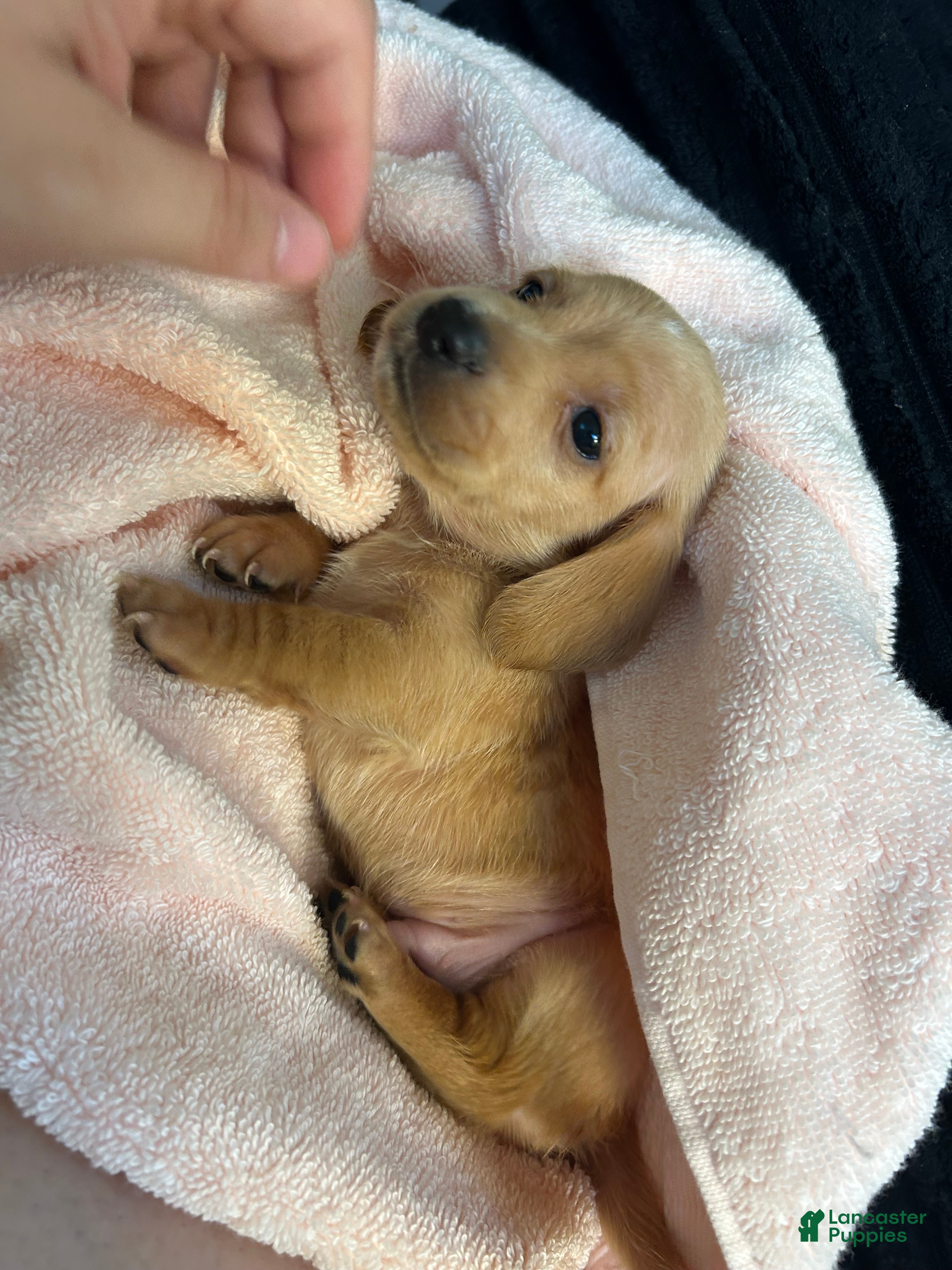 Miniature Dachshund dogs Miniature Dachshund Puppy 1 - Ad 19