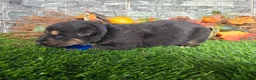 German Shepherd dogs for sale: German Shepherd 1 - Ad 2