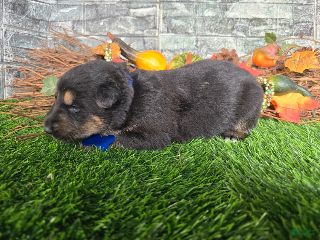 German Shepherd dogs for sale: German Shepherd 1 - Ad 2
