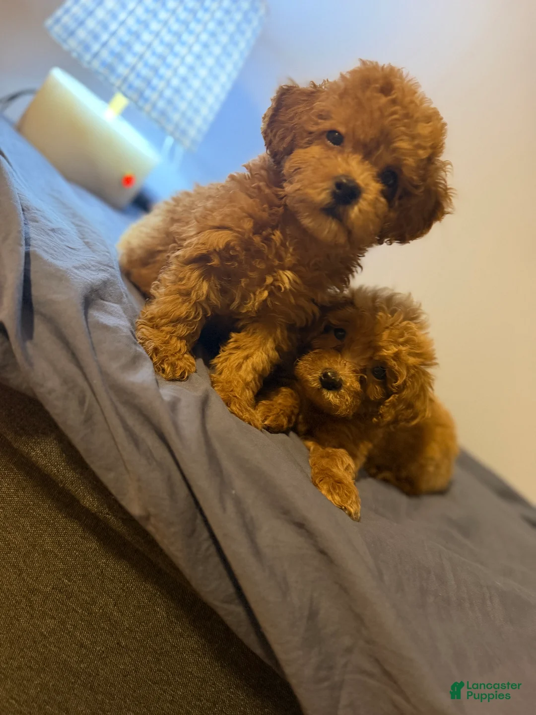 Toy Poodle dogs for sale: Toy Poodle 2 - Ad 2