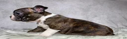 Boston Terrier dogs for sale: Mr. Max - Ad 5