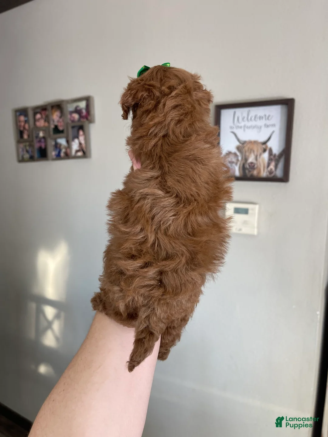 Toy Poodle dogs for sale: Akc Bred Color Red Green Bow - Ad 11