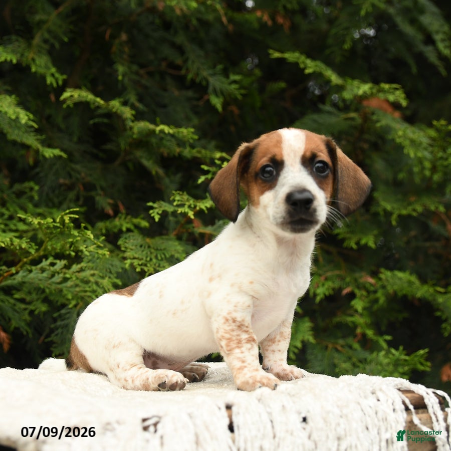 Mixed Breed dogs Franklin - Ad 2