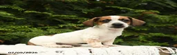 Mixed Breed dogs for sale: Franklin - Ad 2