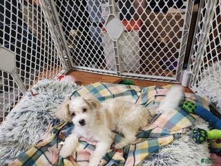 Pomapoo dogs Chole - Ad 36