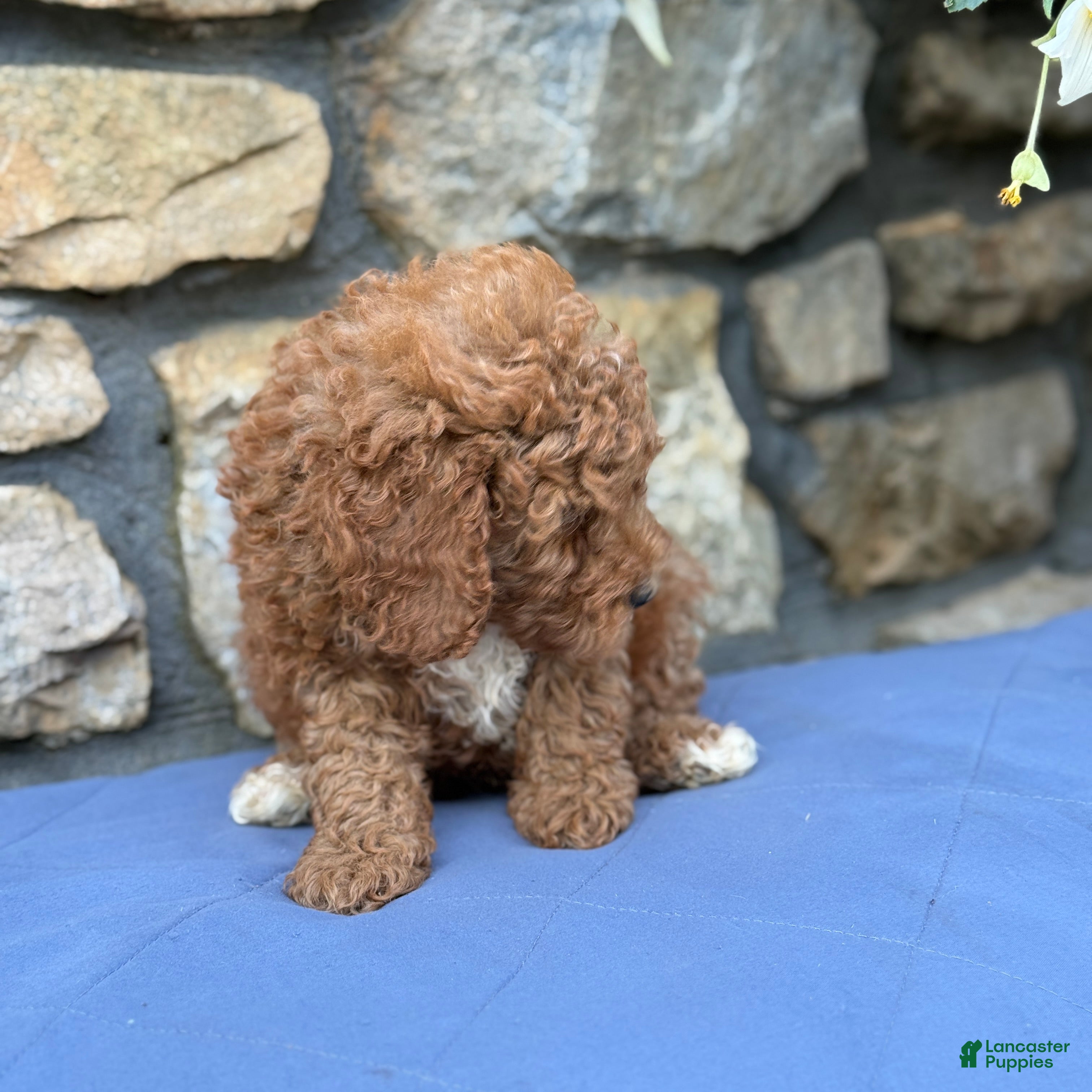 Miniature Poodle dogs Major - Ad 2