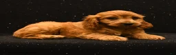 Cavapoo dogs for sale: Jax - Ad 3
