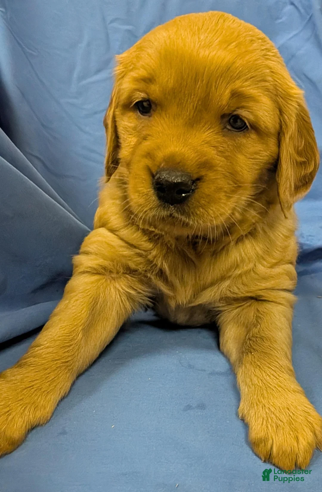 Golden Retriever dogs for sale: Pebbles - Ad 1