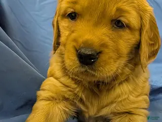 Golden Retriever dogs for sale: Pebbles - Ad 2