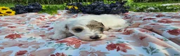 Mini Goldendoodle dogs for sale: Sage - Ad 22