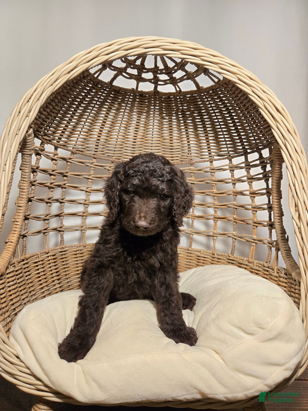 Goldendoodle dogs for sale: Coffee - Ad 5