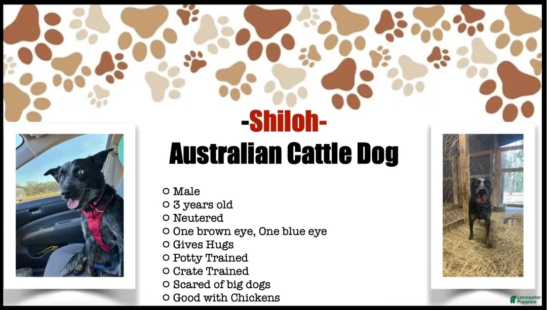 Australian Cattle Dog dogs for sale: Australian Cattle Dog Puppy 1 - Ad 3