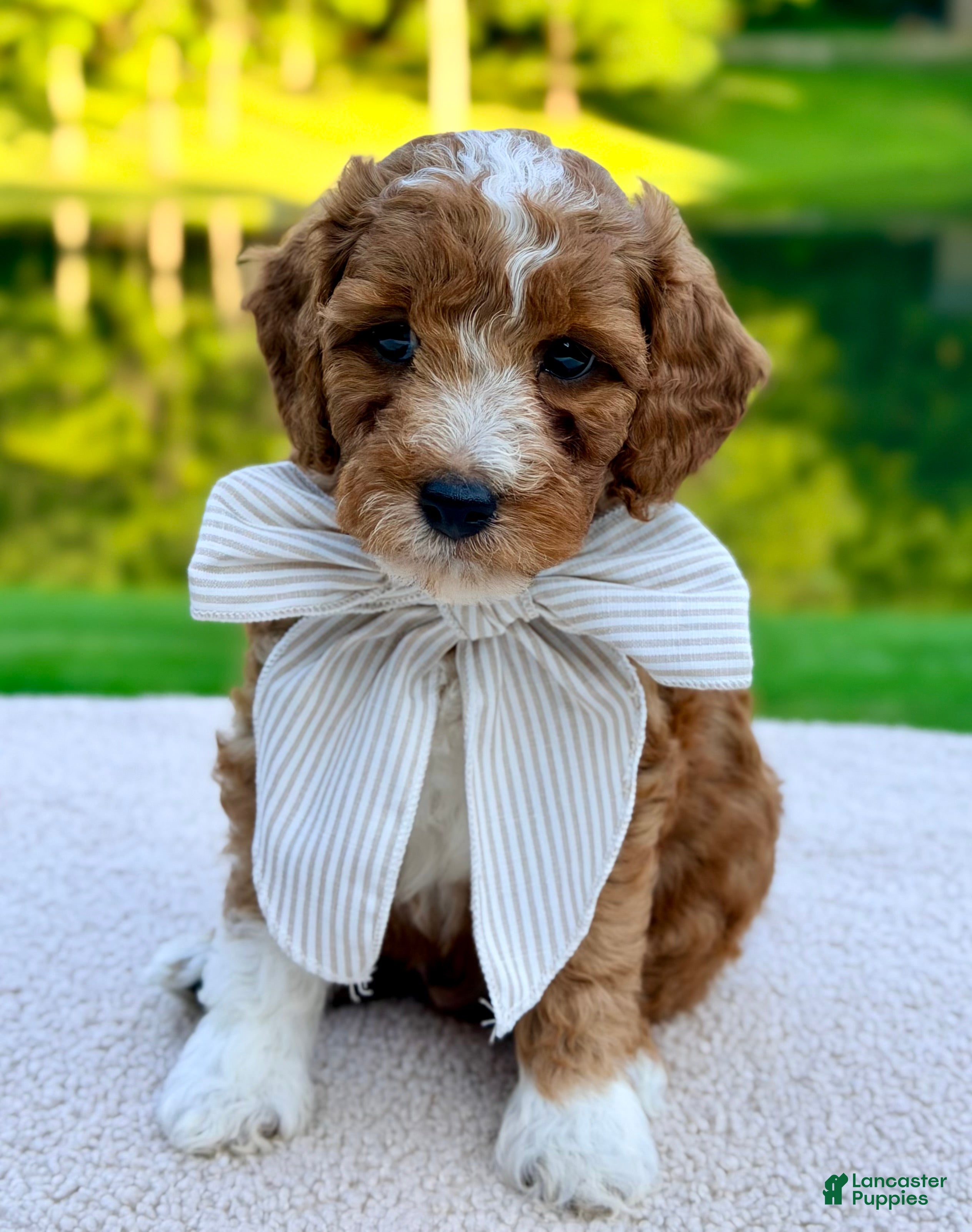 Mini Goldendoodle dogs Biscuit-petite  - Ad 1