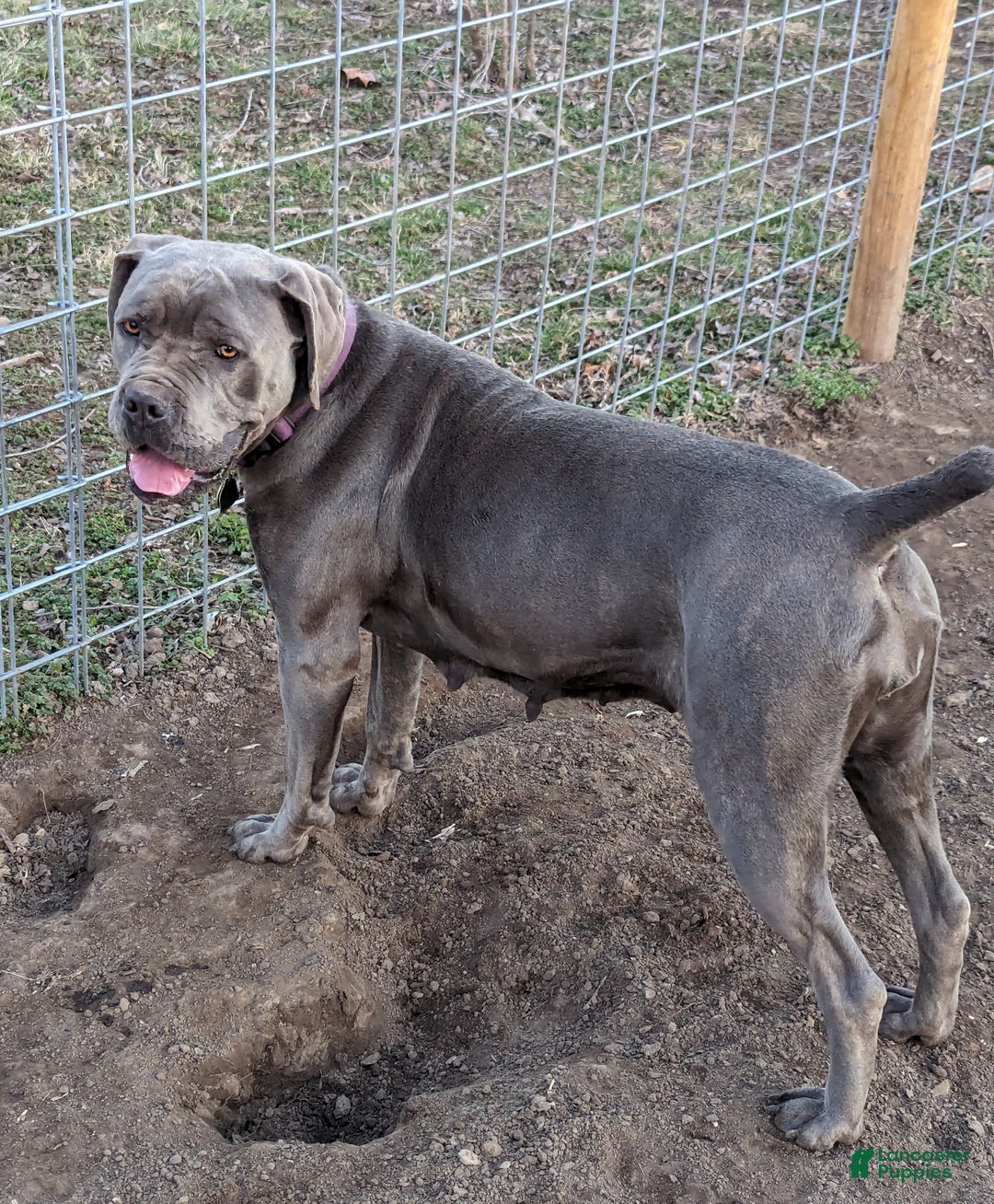 Cane Corso dogs for sale: Pink - Ad 20