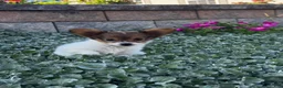 Papillon dogs for sale: River  - Ad 5