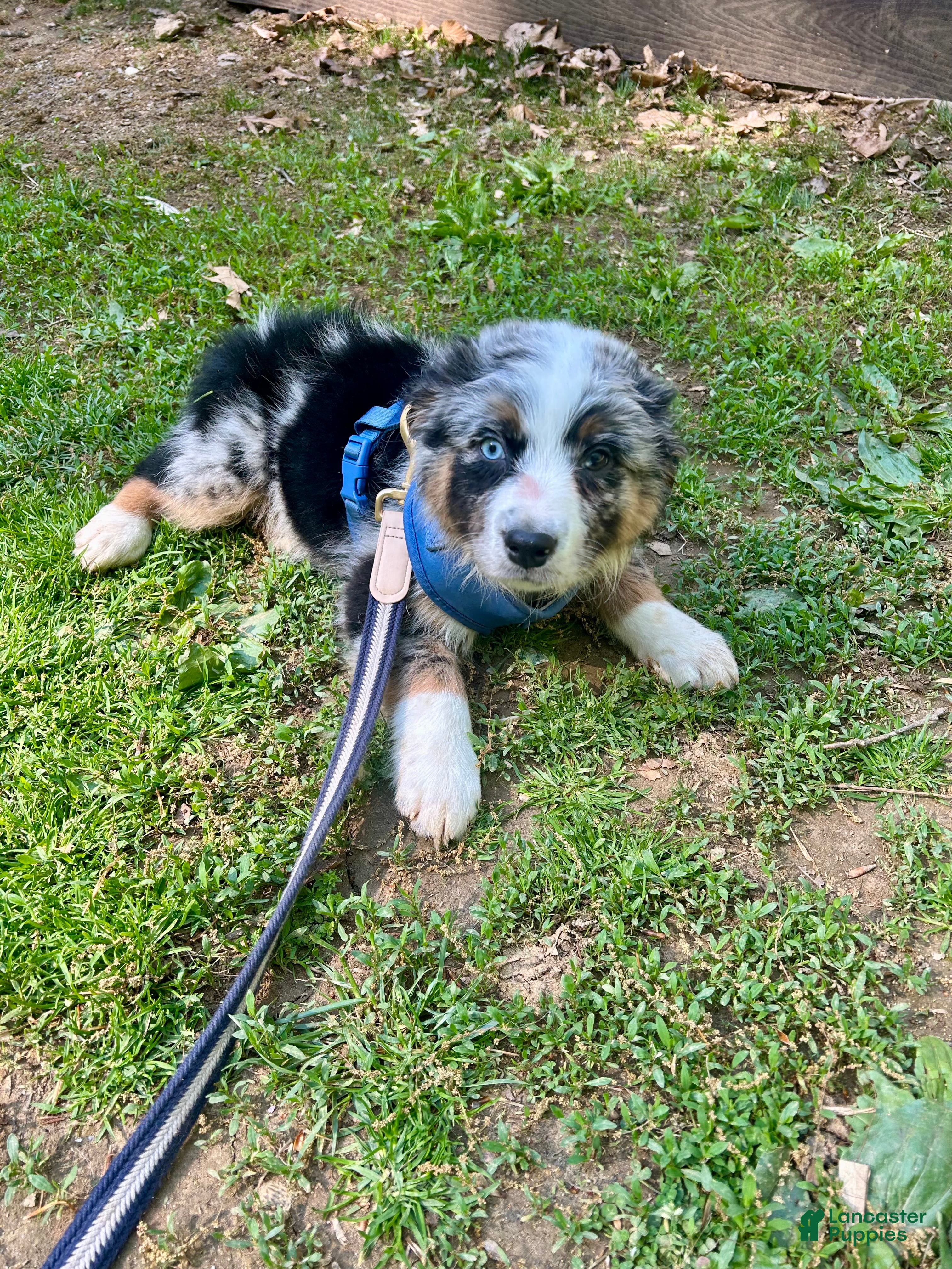 Australian Shepherd dogs Manny - Ad 22