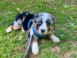 Australian Shepherd dogs Manny - Ad 22