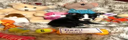 Boston Terrier dogs for sale:  Demi - Ad 4