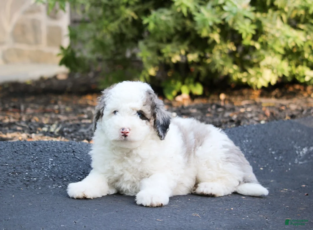 Mini Bernedoodle dogs for sale: Mini Bernedoodle Puppy 2 - Ad 2