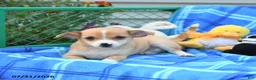 Mixed Breed dogs for sale: Thunder - Ad 5