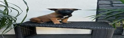 Belgian Malinois dogs for sale: Belgian Malinois Puppy Lucy - Ad 2