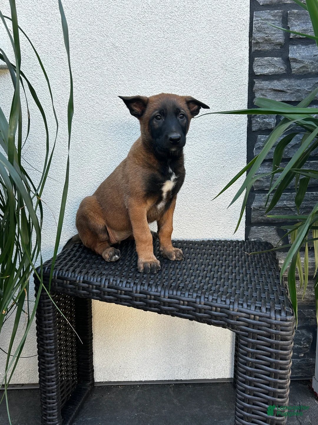 Belgian Malinois dogs for sale: Belgian Malinois Puppy Lucy - Ad 2