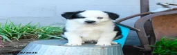 Miniature Australian Shepherd dogs for sale: Cptn Hook - Ad 3