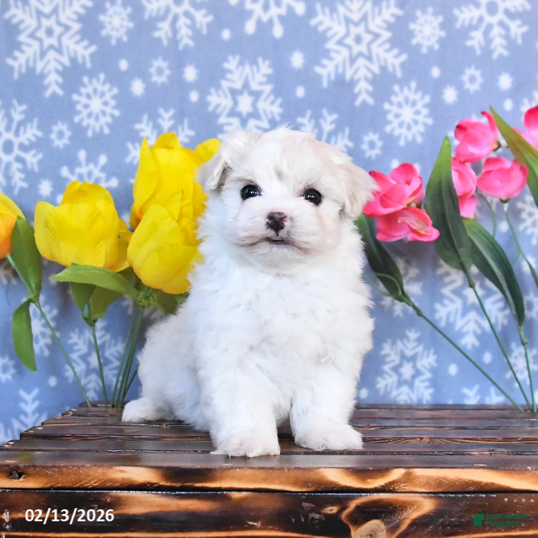 Maltese dogs for sale: Bella   - Ad 4