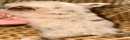 Chihuahua dogs for sale: Merle  - Ad 7