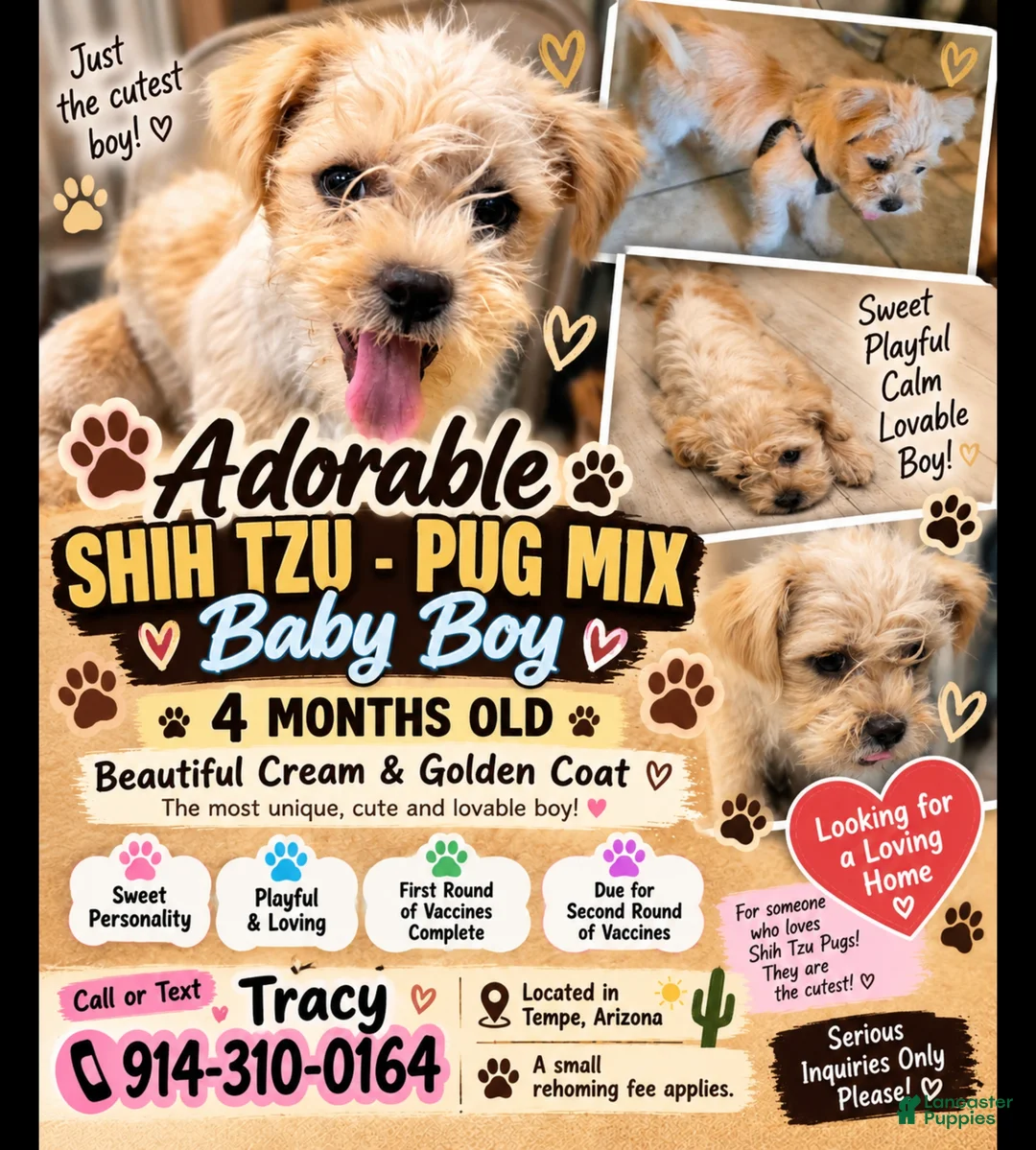 Mixed Breed dogs for sale: Puggy - Ad 2