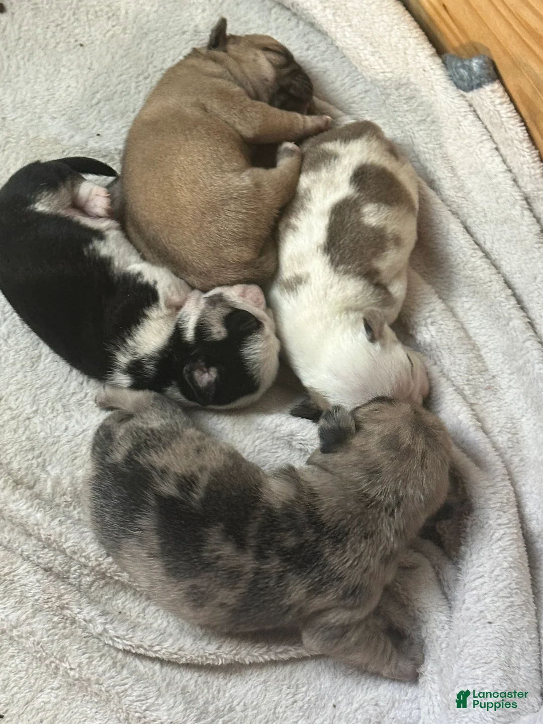 Pug dogs for sale: Fiona - Ad 8