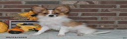 Papillon dogs for sale: Scout - Ad 4