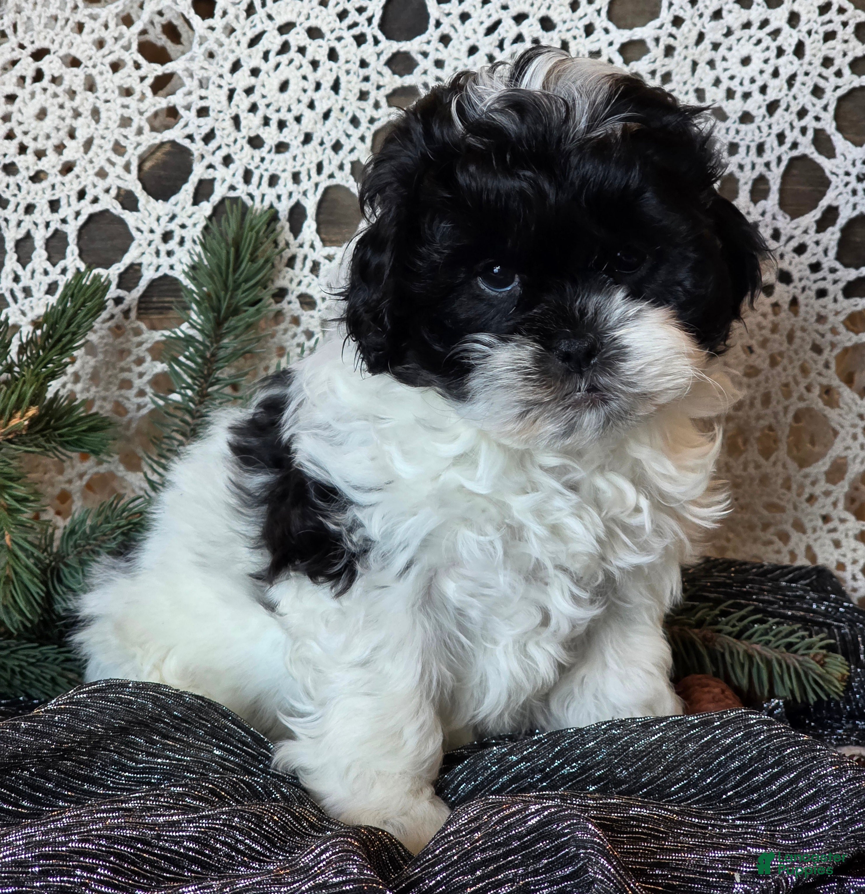 Shihpoo dogs Jorge - Ad 3