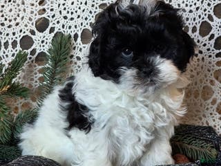 Shihpoo dogs Jorge - Ad 15