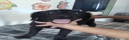 Labrador Retriever dogs for sale: Mindy - Ad 3