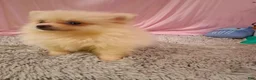 Pomeranian dogs for sale: Dasiey - Ad 3