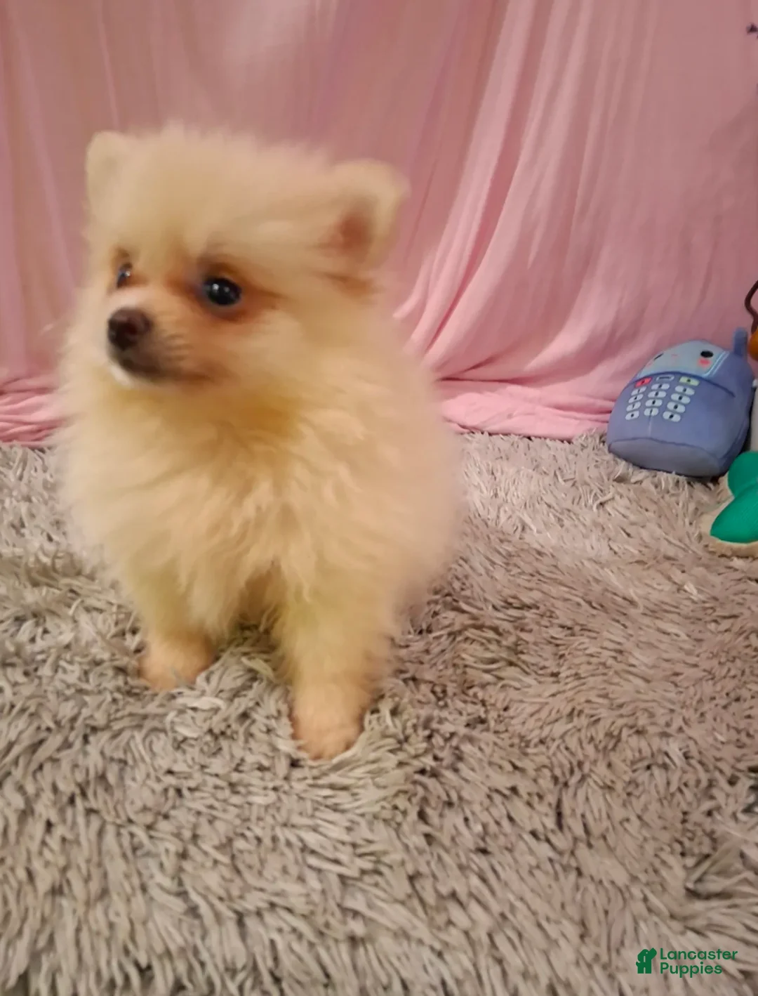 Pomeranian dogs for sale: Dasiey - Ad 3