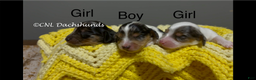 Miniature Dachshund dogs for sale: Norm - Ad 5