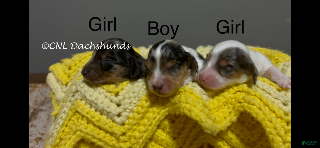 Miniature Dachshund dogs for sale: Norm - Ad 5