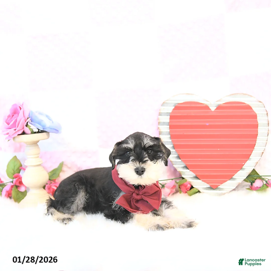 Miniature Schnauzer dogs for sale: Bailey - Ad 3