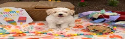 Bichpoo dogs for sale: Steve  - Ad 5