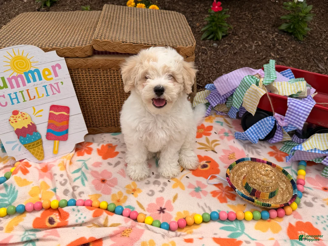 Bichpoo dogs for sale: Steve  - Ad 5