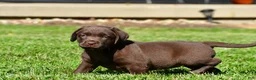 Labrador Retriever dogs for sale: Chino - Ad 10