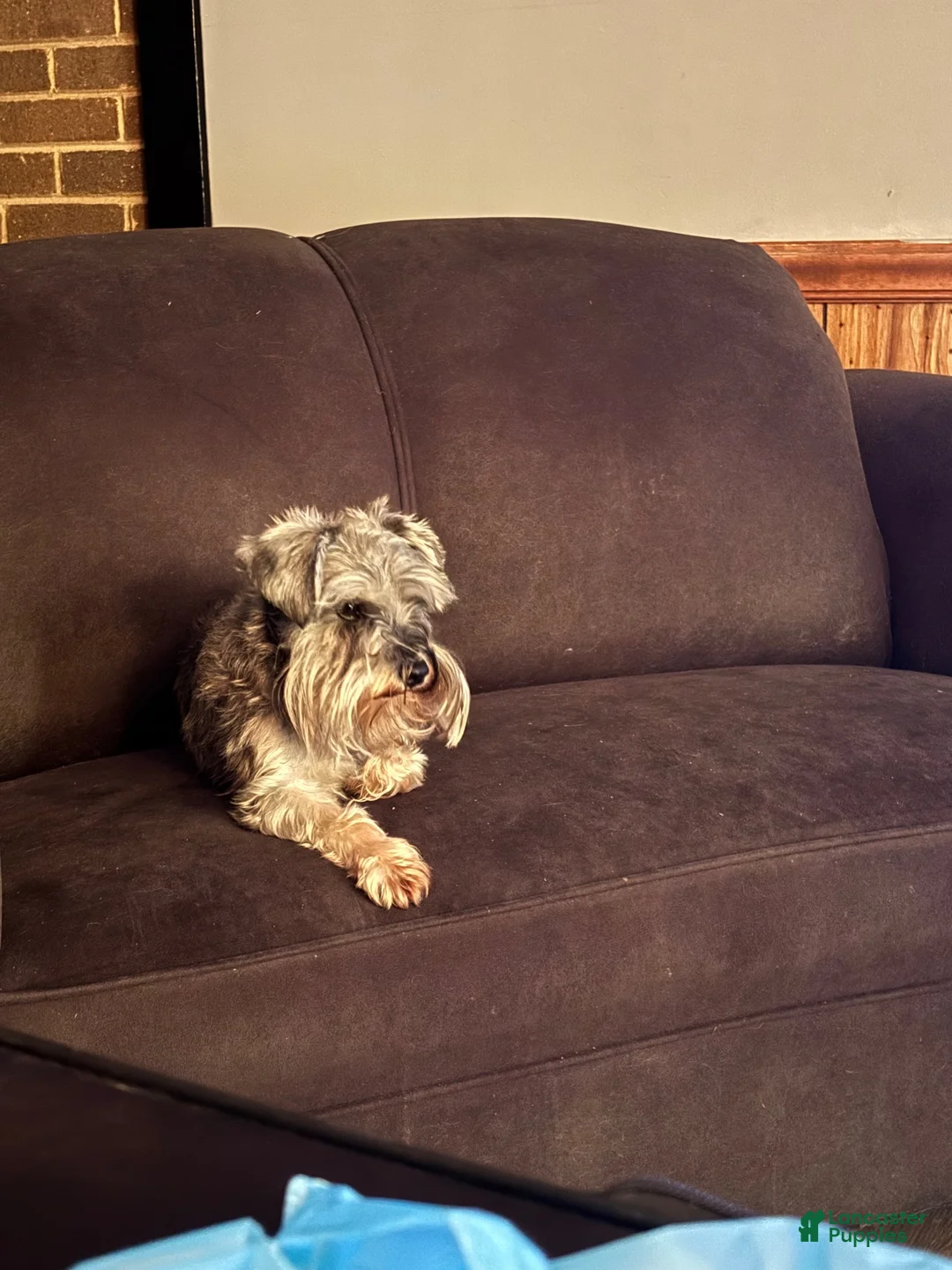 Miniature Schnauzer dogs for sale: Miniature Schnauzer 3 - Ad 9