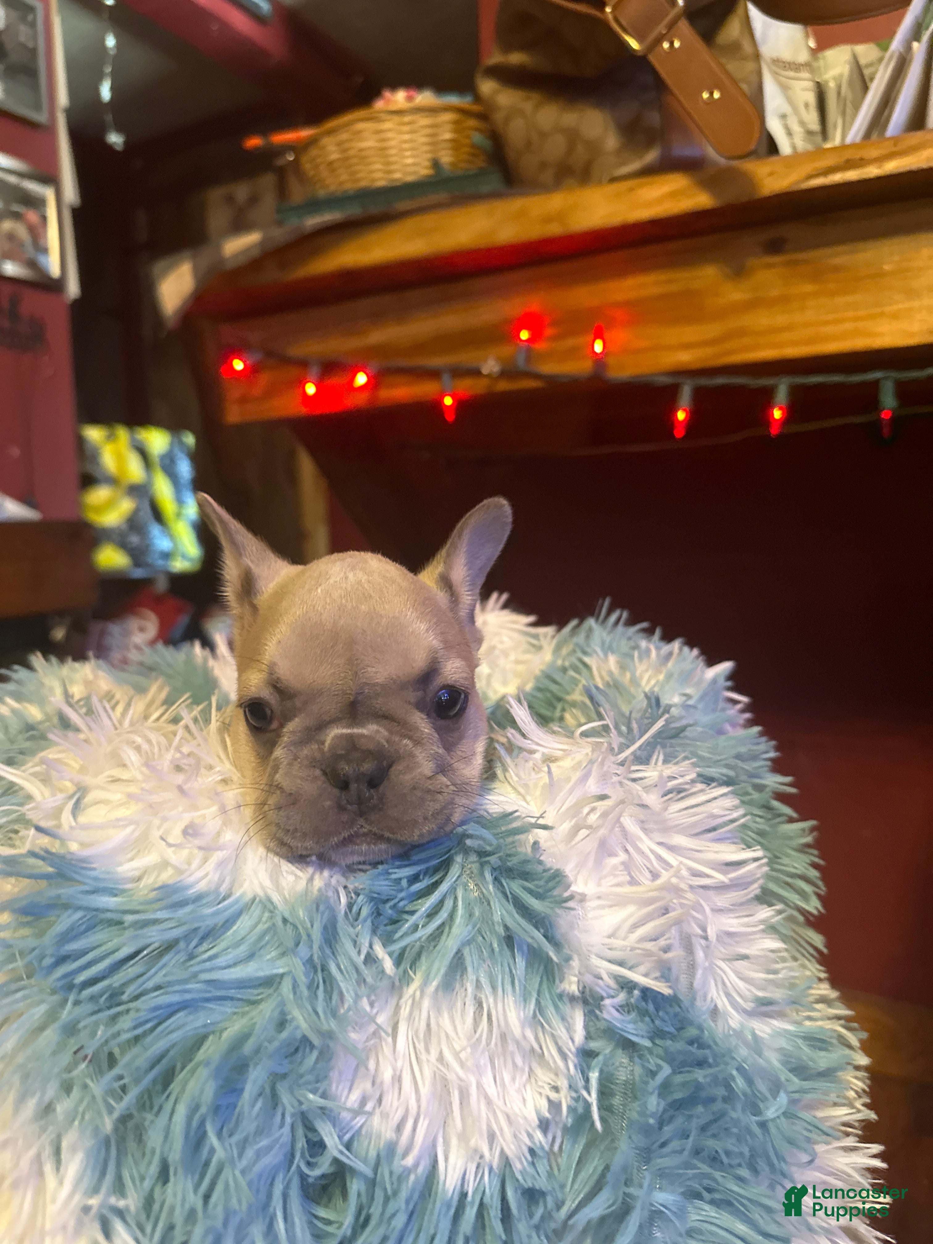 French Bulldog dogs  Puppy 3 - Ad 37