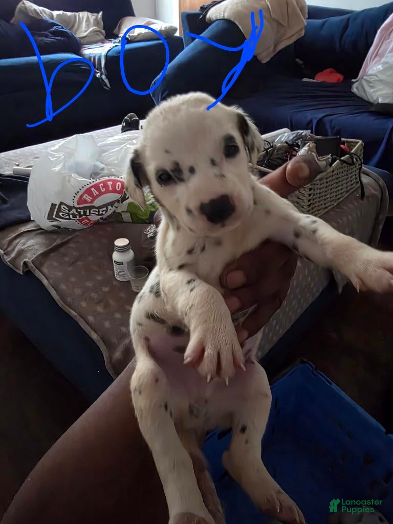 Dalmatian dogs Boy 1 - Ad 6